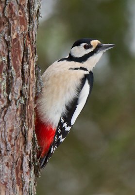 great spotted woodpecker  grote bonte specht (NL) flaggspett (NO)  Dendrocopos major