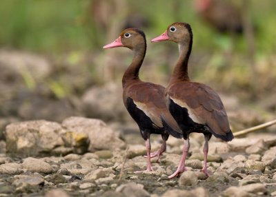 black-bellied whistling duck <br> Dendrocygna autumnalis