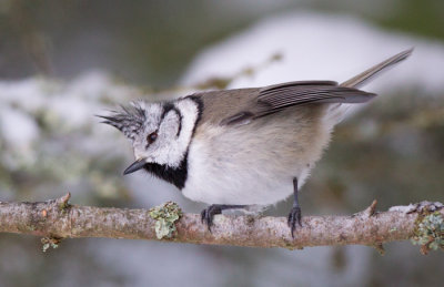 crested tit  kuifmees (NL) toppmeis (NO)  Lophophanes cristatus
