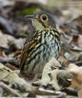 streak-chested antpitta  brilmierpitta  Hylopezus perspicillatus