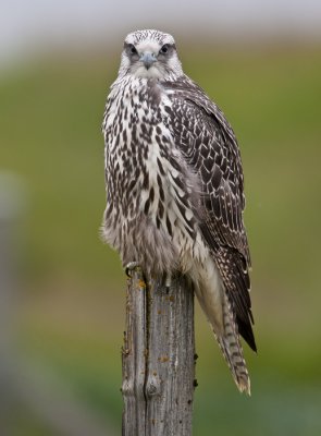 gyr falcon (juv.) <br> giervalk <br> Falco rusticolus