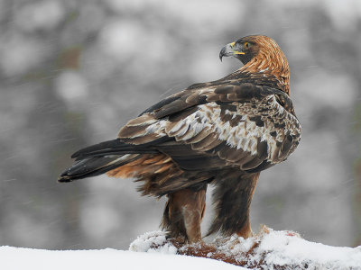 golden eagle  steenarend (NL) kongeørn (NO)  Aquila chrysaetos