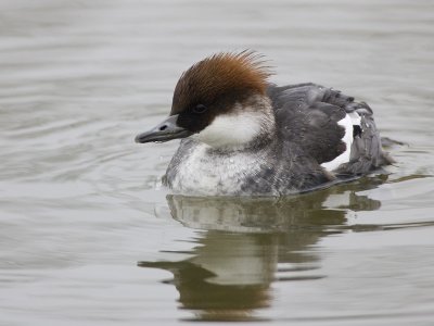 smew <br> nonnetje <br> Mergus albellus