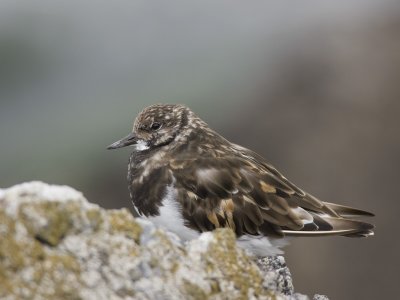 ruddy turnstone  steenloper  Arenaria interpres