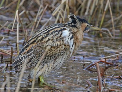 great bittern  roerdomp  Botaurus stellarus