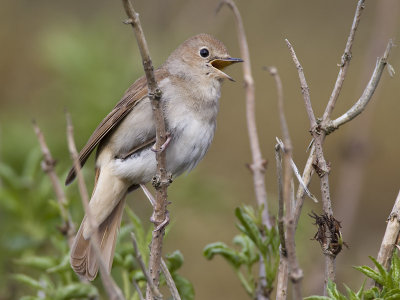 common nightingale  nachtegaal  Luscinia megarhynchos