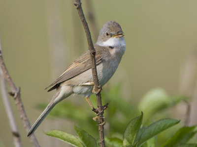 whitethroat  grasmus  Sylvia communis