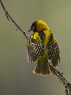 black-headed weaver <br> Ploceus cucullatus