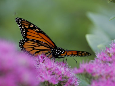 Butterflies II