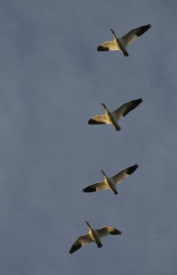LX7O1294.jpg