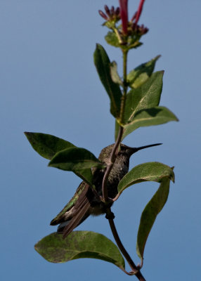 birds