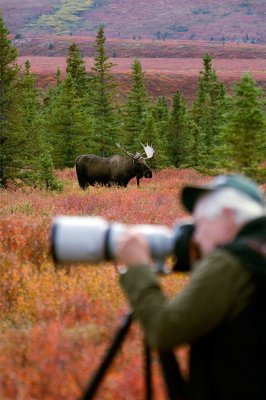 Moose Shooter