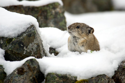 Digging In