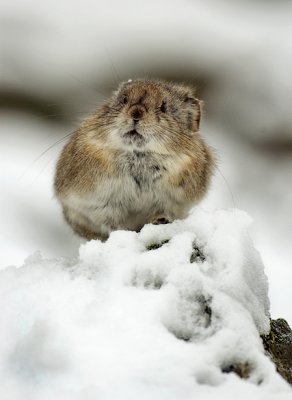 Winter In Pika World