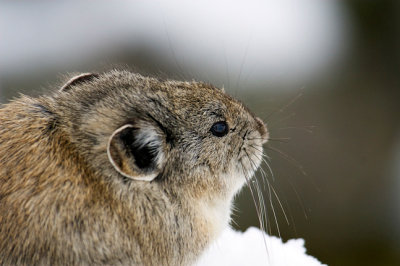 Pika