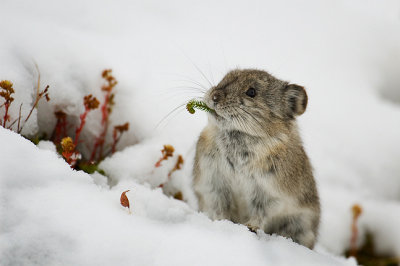 Pika