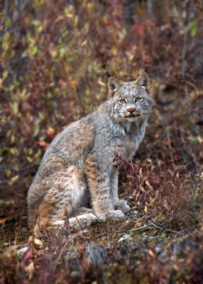 Matanuska Glacier Lynx