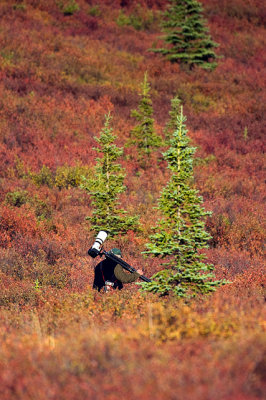 Moose Photographer