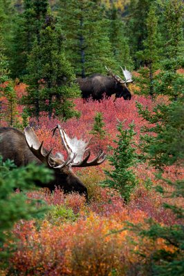 Bull Moose