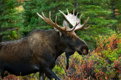 Bull Moose