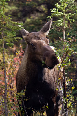 Moose