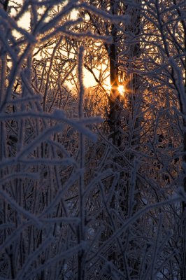 Frosty Sunset