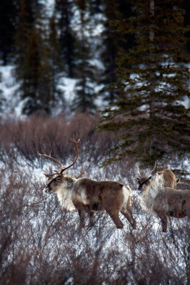 Caribou