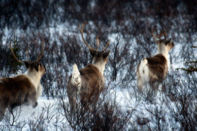 Caribou