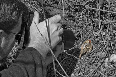 Photographing a Common Redpoll