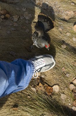 Spruce Grouse Attacking My Shoe