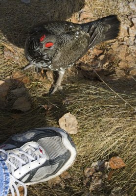 Spruce Grouse Checking Out My Shoe