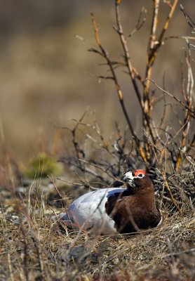 Ptarmigan