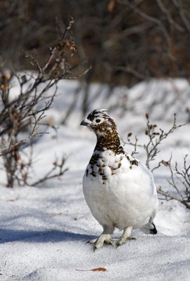 Ptarmigan Hen