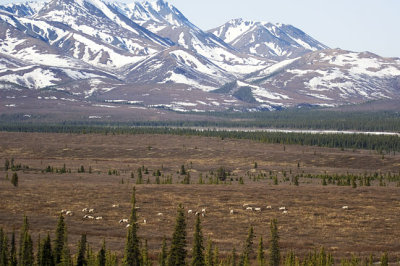 Caribou herd