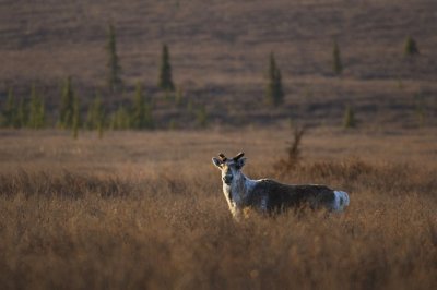 Caribou