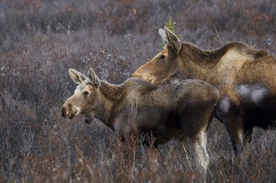Moose