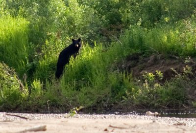 Black Bear On The River