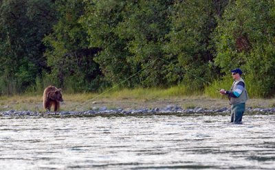 Brown Bear