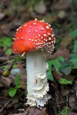 Fly Amanita