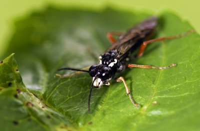 Bug