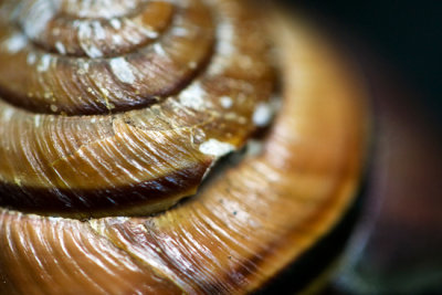 Snail
