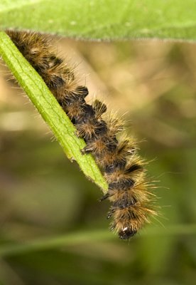 Caterpillar