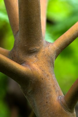 Young Madrone Tree