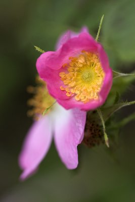 Wild Rose