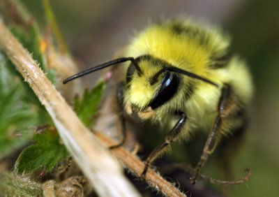 Bumble Bee