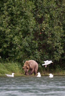 Brown Bear