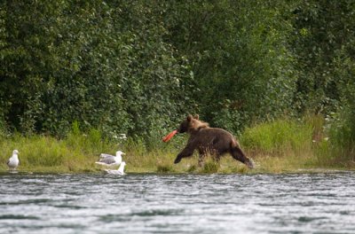 Brown Bear