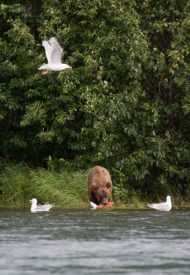 Brown Bear