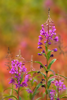 Fireweed