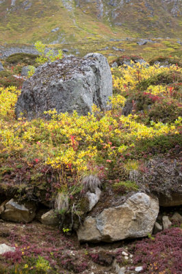 Fall Colors